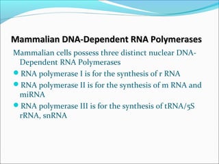 Mammalian DNA-Dependent RNA PolymerasesMammalian DNA-Dependent RNA Polymerases
Mammalian cells possess three distinct nuclear DNA-
Dependent RNA Polymerases
RNA polymerase I is for the synthesis of r RNA
RNA polymerase II is for the synthesis of m RNA and
miRNA
RNA polymerase III is for the synthesis of tRNA/5S
rRNA, snRNA
 