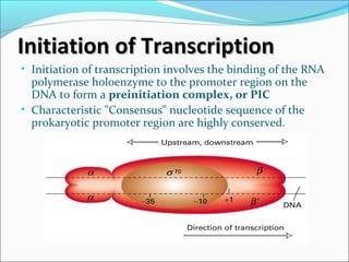 • Initiation of transcription involves the binding of the RNA
polymerase holoenzyme to the promoter region on the
DNA to form a preinitiation complex, or PIC
• Characteristic "Consensus" nucleotide sequence of the
prokaryotic promoter region are highly conserved.
Initiation of TranscriptionInitiation of Transcription
 