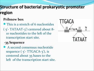 Pribnow box
This is a stretch of 6 nucleotides
( 5'- TATAAT-3') centered about 8-
10 nucleotides to the left of the
transcription start site.
-35 Sequence
 A second consensus nucleotide
sequence ( 5'- TTGACA-3'), is
centered about 35 bases to the
left of the transcription start site.
Structure of bacterial prokaryotic promoterStructure of bacterial prokaryotic promoter
regionregion
 
