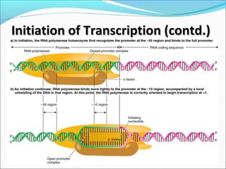 Initiation of Transcription (contd.)Initiation of Transcription (contd.)
 