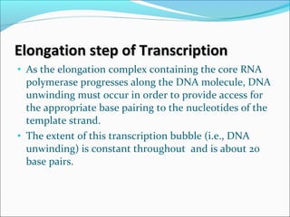 • As the elongation complex containing the core RNA
polymerase progresses along the DNA molecule, DNA
unwinding must occur in order to provide access for
the appropriate base pairing to the nucleotides of the
template strand.
• The extent of this transcription bubble (i.e., DNA
unwinding) is constant throughout and is about 20
base pairs.
Elongation step of TranscriptionElongation step of Transcription
 