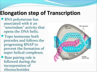 Elongation step of TranscriptionElongation step of Transcription
RNA polymerase has
associated with it an
"unwindase" activity that
opens the DNA helix.
Topo isomerase both
precedes and follows the
progressing RNAP to
prevent the formation of
super helical complexes.
Base pairing rule is
followed during the
incorporation of
ribonucleotides
 
