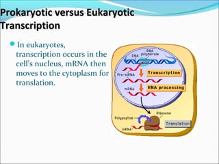 Prokaryotic versus EukaryoticProkaryotic versus Eukaryotic
TranscriptionTranscription
In eukaryotes,
transcription occurs in the
cell's nucleus, mRNA then
moves to the cytoplasm for
translation.
 