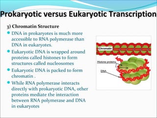Prokaryotic versus Eukaryotic TranscriptionProkaryotic versus Eukaryotic Transcription
3) Chromatin Structure
DNA in prokaryotes is much more
accessible to RNA polymerase than
DNA in eukaryotes.
Eukaryotic DNA is wrapped around
proteins called histones to form
structures called nucleosomes
Eukaryotic DNA is packed to form
chromatin .
While RNA polymerase interacts
directly with prokaryotic DNA, other
proteins mediate the interaction
between RNA polymerase and DNA
in eukaryotes
 