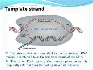 Template strandTemplate strand
 The strand that is transcribed or copied into an RNA
molecule is referred to as the template strand of the DNA.
 The other DNA strand, the non-template strand, is
frequently referred to as the coding strand of that gene.
 