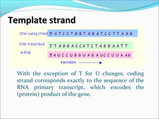 Template strandTemplate strand
With the exception of T for U changes, coding
strand corresponds exactly to the sequence of the
RNA primary transcript, which encodes the
(protein) product of the gene.
 