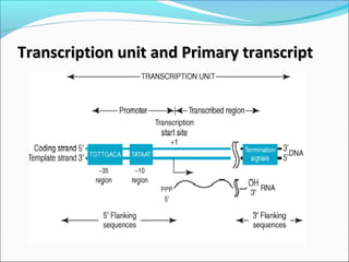 Transcription unit and Primary transcriptTranscription unit and Primary transcript
 