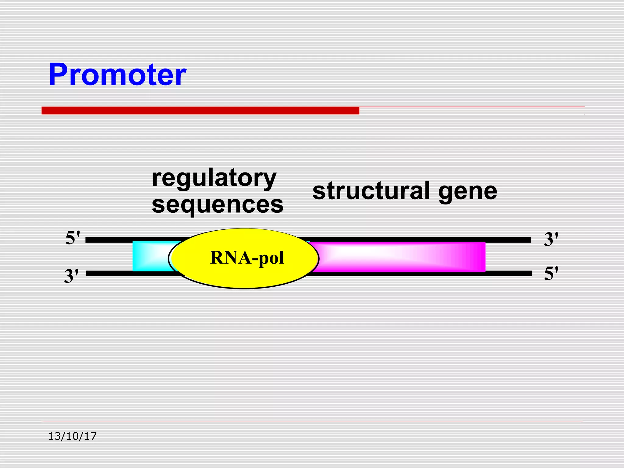 5'
3'
3'
5'
regulatory
sequences
structural gene
promotorRNA-pol
Promoter
13/10/17
 