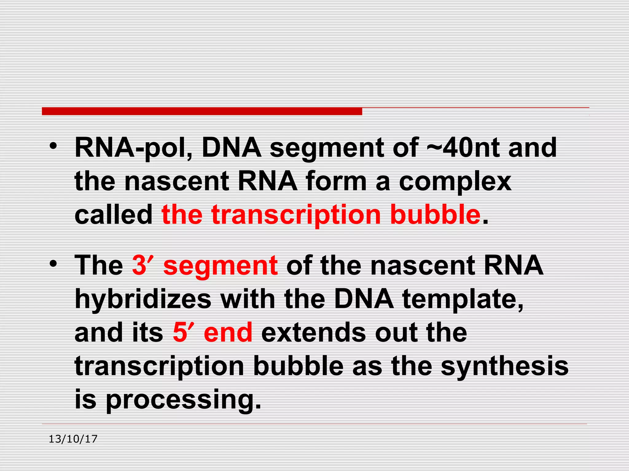 • RNA-pol, DNA segment of ~40nt and
the nascent RNA form a complex
called the transcription bubble.
• The 3′ segment of the nascent RNA
hybridizes with the DNA template,
and its 5′ end extends out the
transcription bubble as the synthesis
is processing.
13/10/17
 