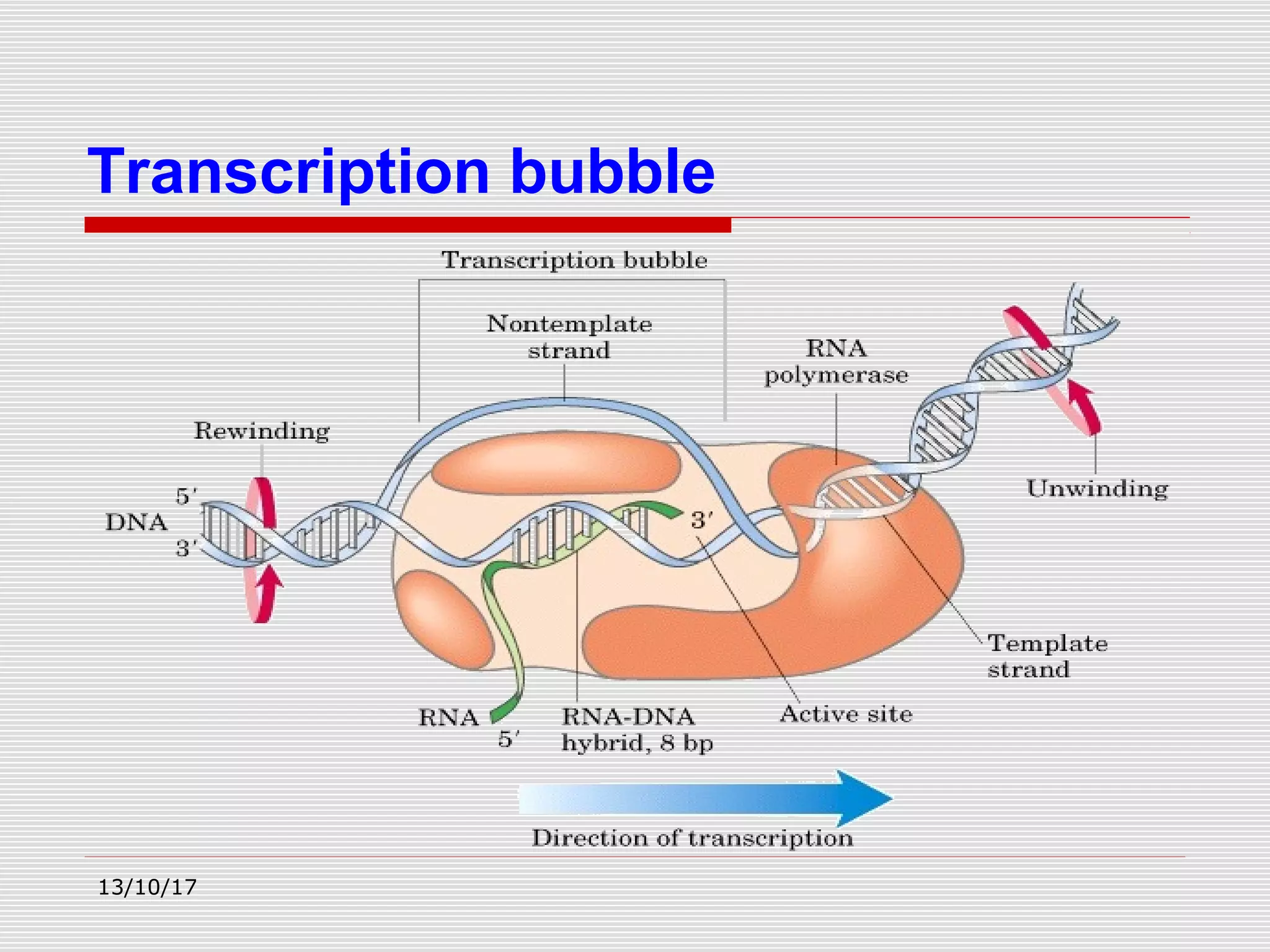 Transcription bubble
13/10/17
 