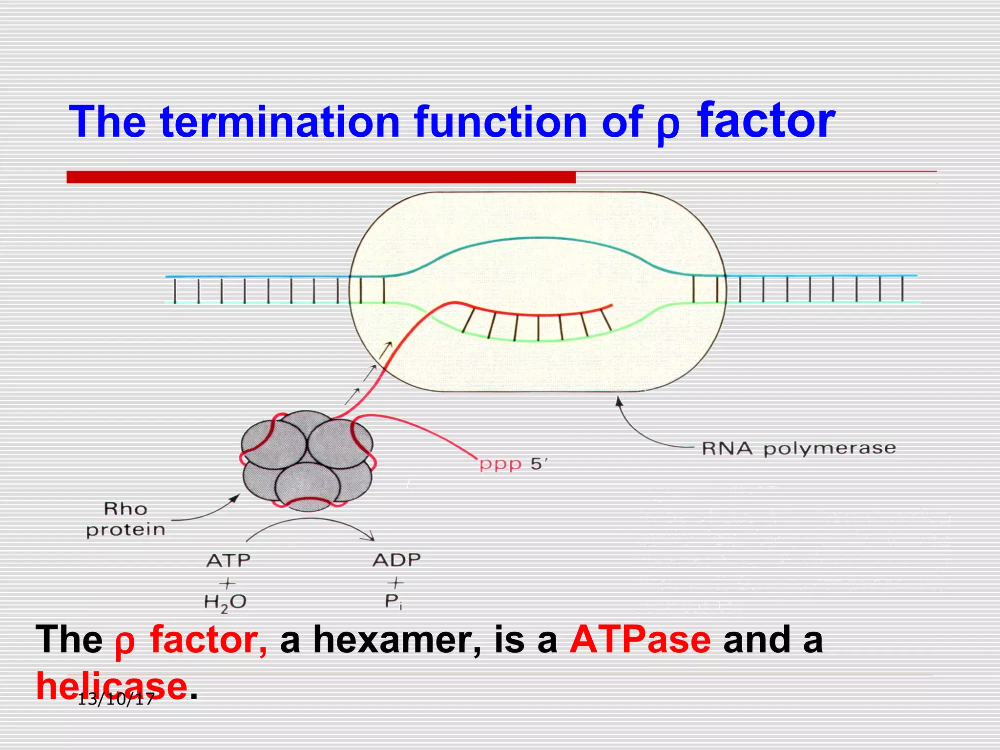 The termination function of ρ factor
The ρ factor, a hexamer, is a ATPase and a
helicase.13/10/17
 