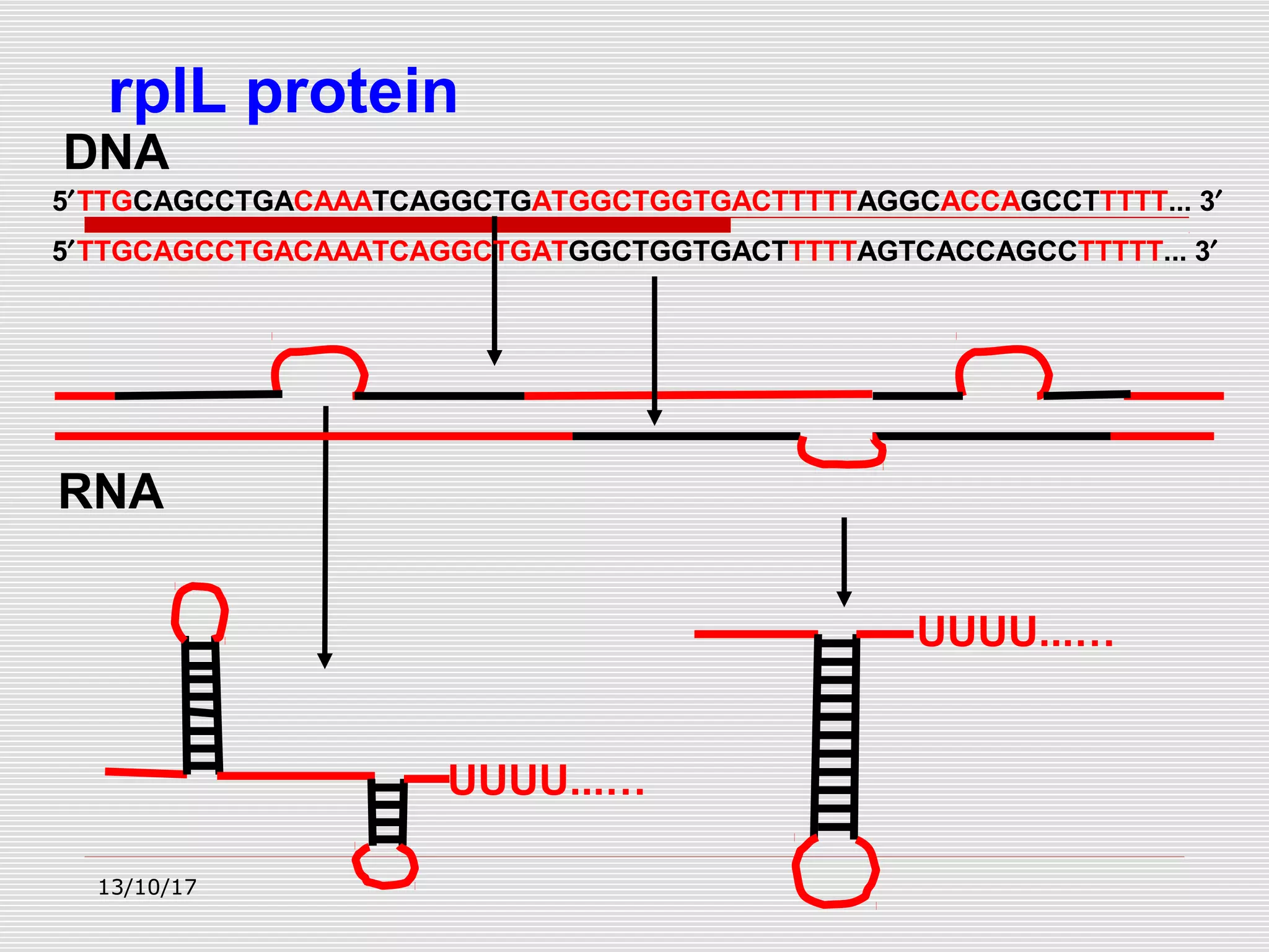 RNA
5′TTGCAGCCTGACAAATCAGGCTGATGGCTGGTGACTTTTTAGGCACCAGCCTTTTT... 3′
DNA
UUUU...…
rplL protein
UUUU...…
5′TTGCAGCCTGACAAATCAGGCTGATGGCTGGTGACTTTTTAGTCACCAGCCTTTTT... 3′
13/10/17
 