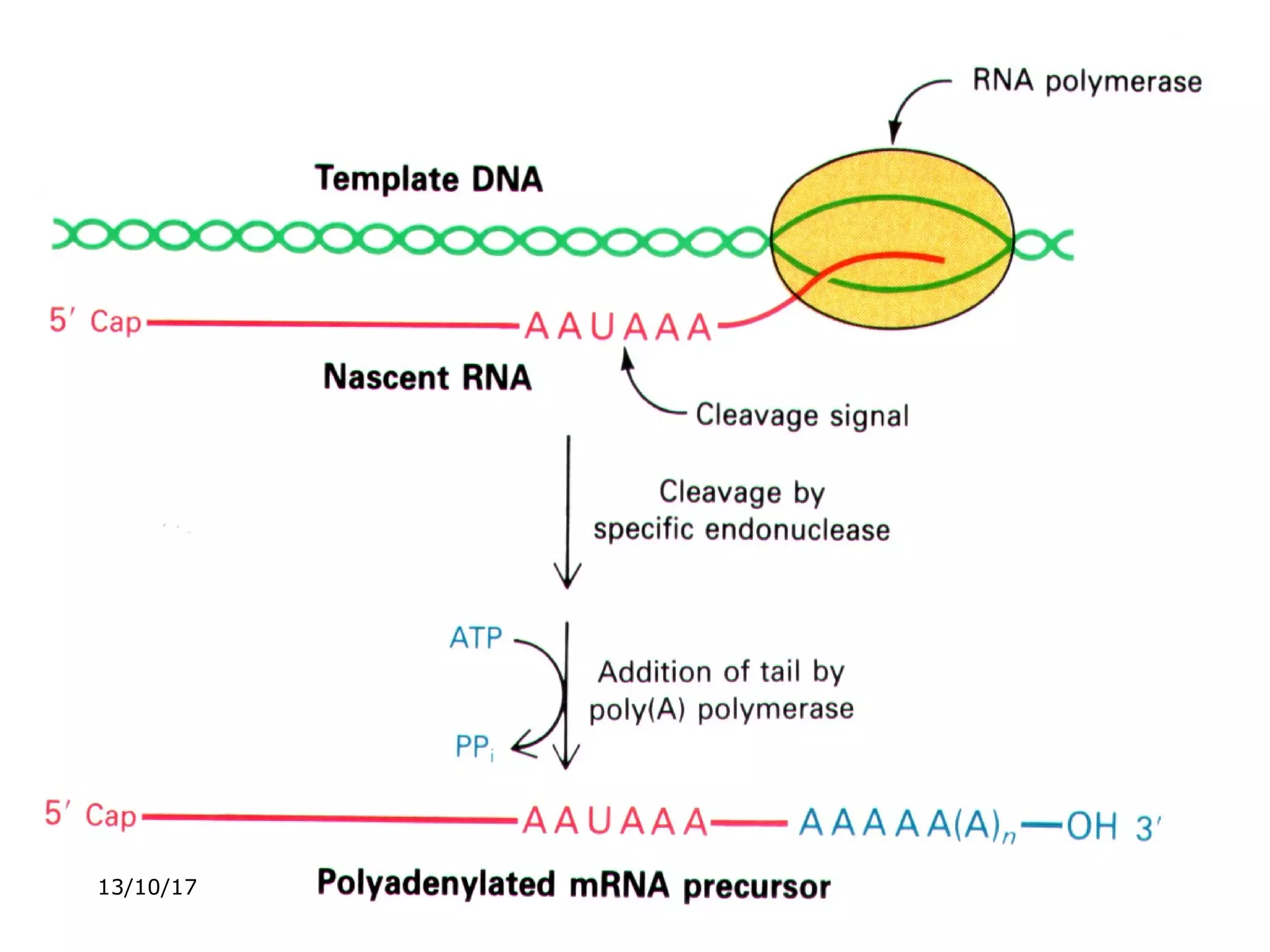 c. Termination
• The termination sequence is
AATAAA followed by GT repeats.
• The termination is closely related to
the post-transcriptional modification.
13/10/17
 