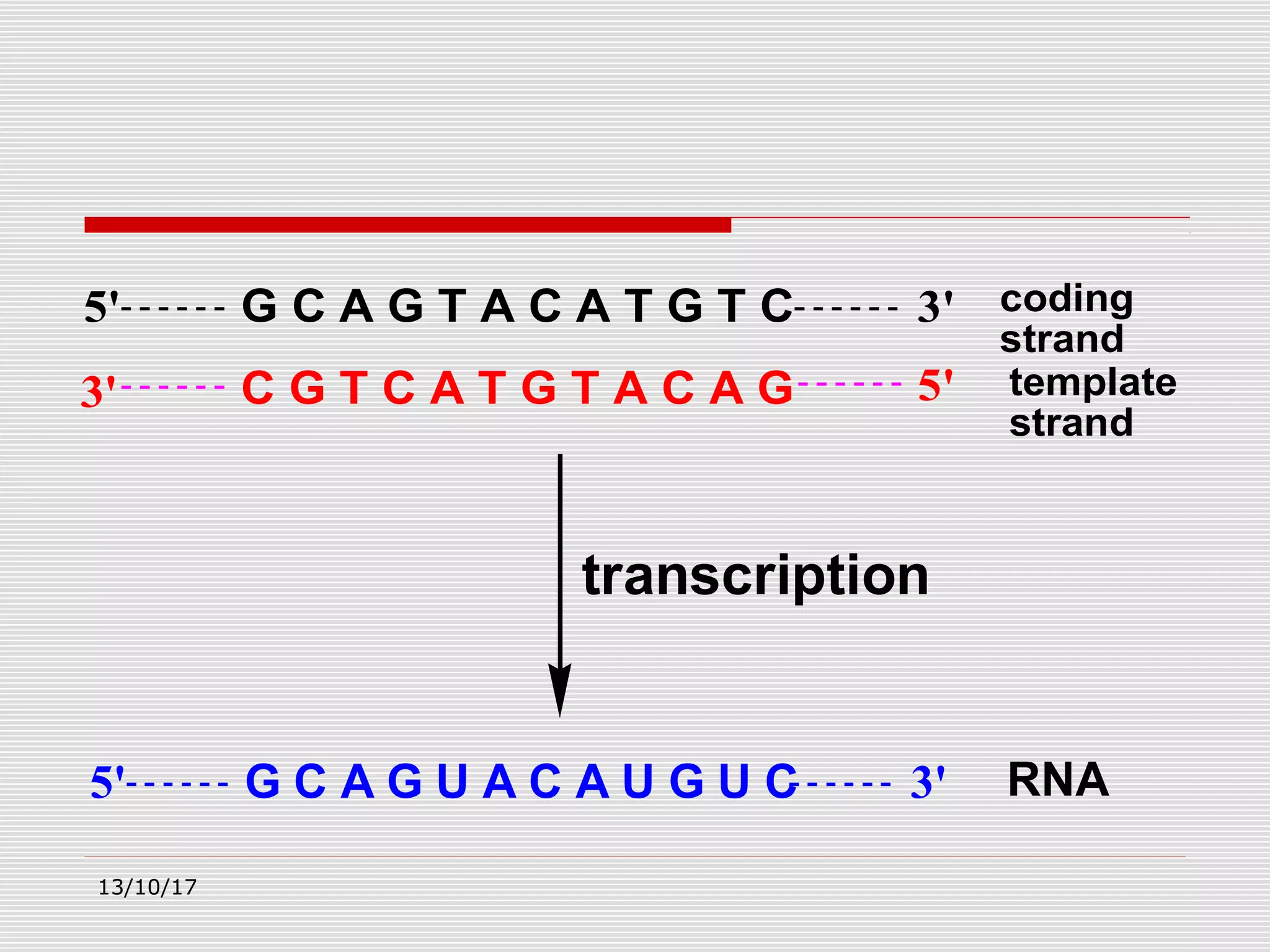 G C A G T A C A T G T C5' 3'
3' C G T C A T G T A C A G 5' template
strand
coding
strand
transcription
RNAG C A G U A C A U G U C5' 3'
13/10/17
 