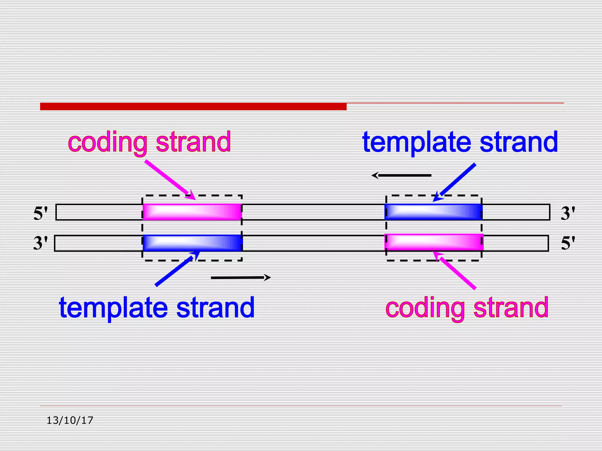5'
3'
3'
5'
13/10/17
 