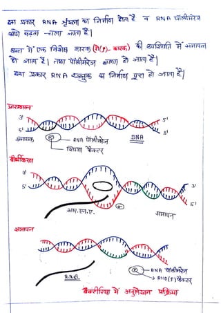 3
<br>
RNA
thrt
<br>
S1R. .E.
<br>
R«N.A
<br>
DNA
<br>
3
<br>
 