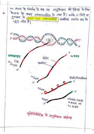 Cap
<br>
Gppp
<br>
5'
<br>
WGippp
<br>
3!
<br>
m RNA
<br>
3
<br>
j51
<br>
mRNA
<br>
 