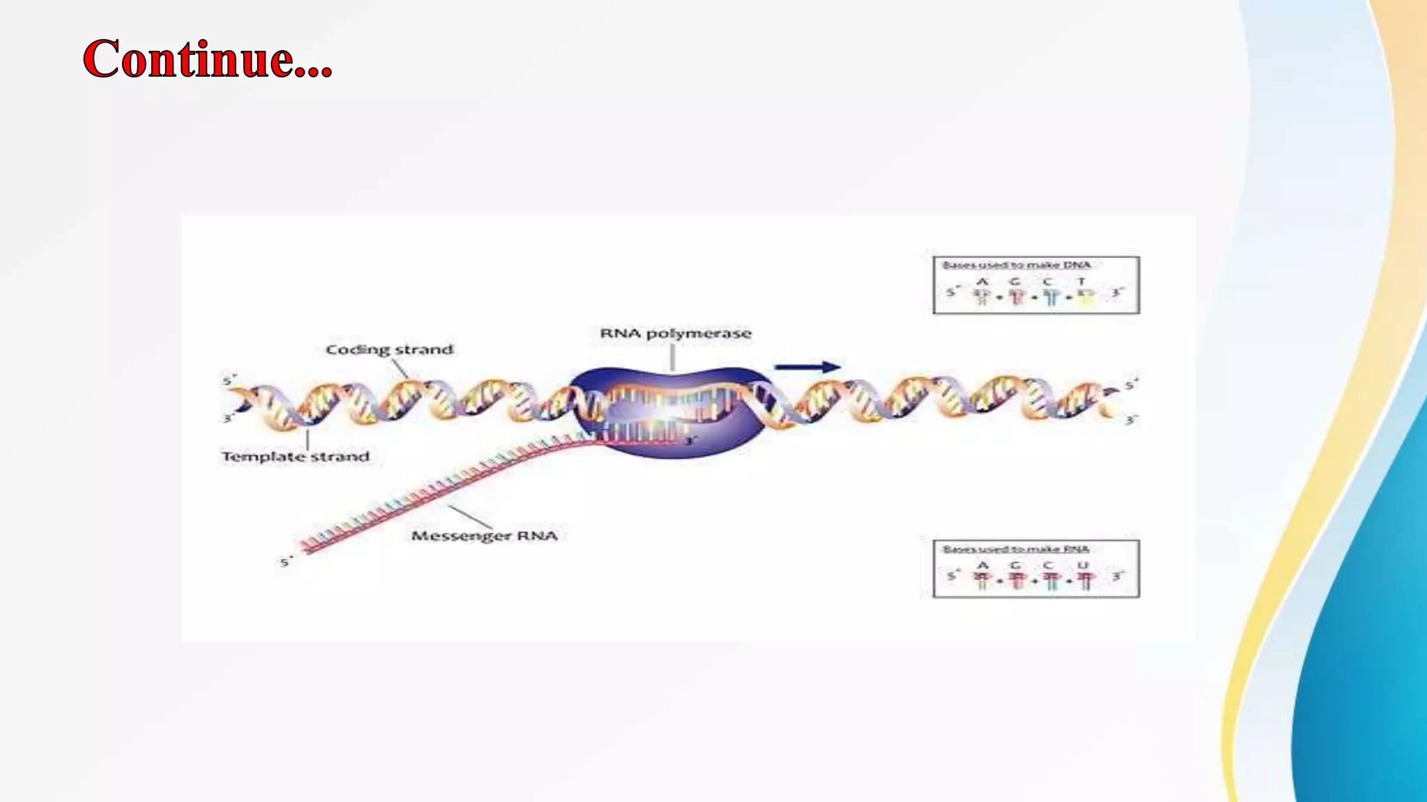 Transcription of DNA to RNA full description only on Slide share by ...