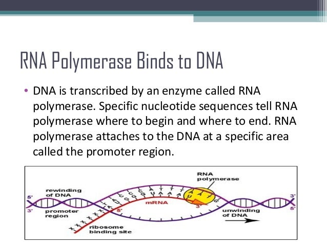 Transcription of DNA to RNA