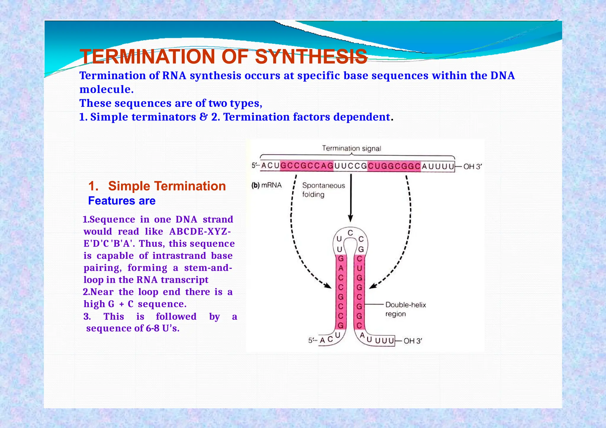 Transcription is the process of copying a segment of DNA into RNA. The ...