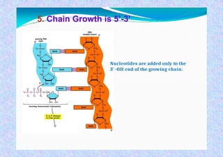 Dna Into Rna Transcription is the process of copying a segment of DNA into RNA. The ...