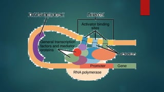 Transcription presentation | PPTX