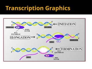 Transcription Graphics
 