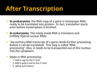 After Transcription
 In prokaryotes, the RNA copy of a gene is messenger RNA,
ready to be translated into protein. In fact, translation starts
even before transcription is finished.
 In eukaryotes, The newly made RNA is immature and
hnRNA( Hybrid nuclear RNA)
 the primary RNA transcript of a gene needs further processing
before it can be translated. This step is called “RNA
processing”. Also, it needs to be transported out of the nucleus
into the cytoplasm.
 Steps in RNA processing:
 1. Add a cap to the 5’ end
 2. Add a poly-A tail to the 3’ end
 3. splice out introns.
 
