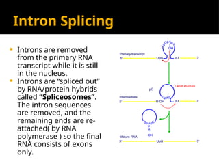 Intron Splicing
 Introns are removed
from the primary RNA
transcript while it is still
in the nucleus.
 Introns are “spliced out”
by RNA/protein hybrids
called “Spliceosomes”.
The intron sequences
are removed, and the
remaining ends are re-
attached( by RNA
polymerase ) so the final
RNA consists of exons
only.
 