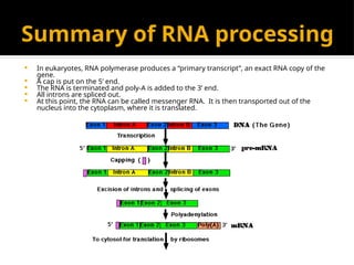 Summary of RNA processing
 In eukaryotes, RNA polymerase produces a “primary transcript”, an exact RNA copy of the
gene.
 A cap is put on the 5’ end.
 The RNA is terminated and poly-A is added to the 3’ end.
 All introns are spliced out.
 At this point, the RNA can be called messenger RNA. It is then transported out of the
nucleus into the cytoplasm, where it is translated.
 