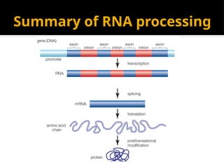 Summary of RNA processing
 