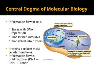 Central Dogma of Molecular Biology
 Information flow in cells:
 Starts with DNA
replication
 Transcribed into RNA
 Translated into protein
 Proteins perform most
cellular functions
 Information flow is
unidirectional (DNA →
RNA Protein)
→
 