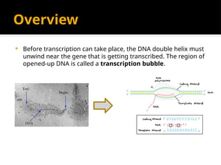 Overview
 Before transcription can take place, the DNA double helix must
unwind near the gene that is getting transcribed. The region of
opened-up DNA is called a transcription bubble.
 