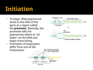 Initiation
 To begin ,RNA polymerase
binds to the DNA of the
gene at a region called
the promoter. Basically, the
promoter tells the
polymerase where to "sit
down" on the DNA and
begin transcribing.
 Promoters of Eukaryotes
differ from one of the
Prokaryotes
 