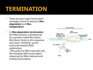 TERMINATION
 There are two major termination
strategies found in bacteria: Rho-
dependent and Rho-
independent.
 In Rho-dependent termination,
the RNA contains a binding site
for a protein called Rho factor.
Rho factor binds to this sequence
and starts "climbing" up the
transcript towards RNA
polymerase.
, Rho pulls the RNA transcript and
the template DNA strand apart,
releasing the RNA molecule and
ending transcription.
 