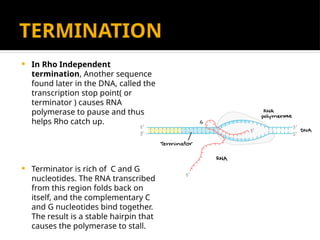 TERMINATION
 In Rho Independent
termination, Another sequence
found later in the DNA, called the
transcription stop point( or
terminator ) causes RNA
polymerase to pause and thus
helps Rho catch up.
 Terminator is rich of C and G
nucleotides. The RNA transcribed
from this region folds back on
itself, and the complementary C
and G nucleotides bind together.
The result is a stable hairpin that
causes the polymerase to stall.
 