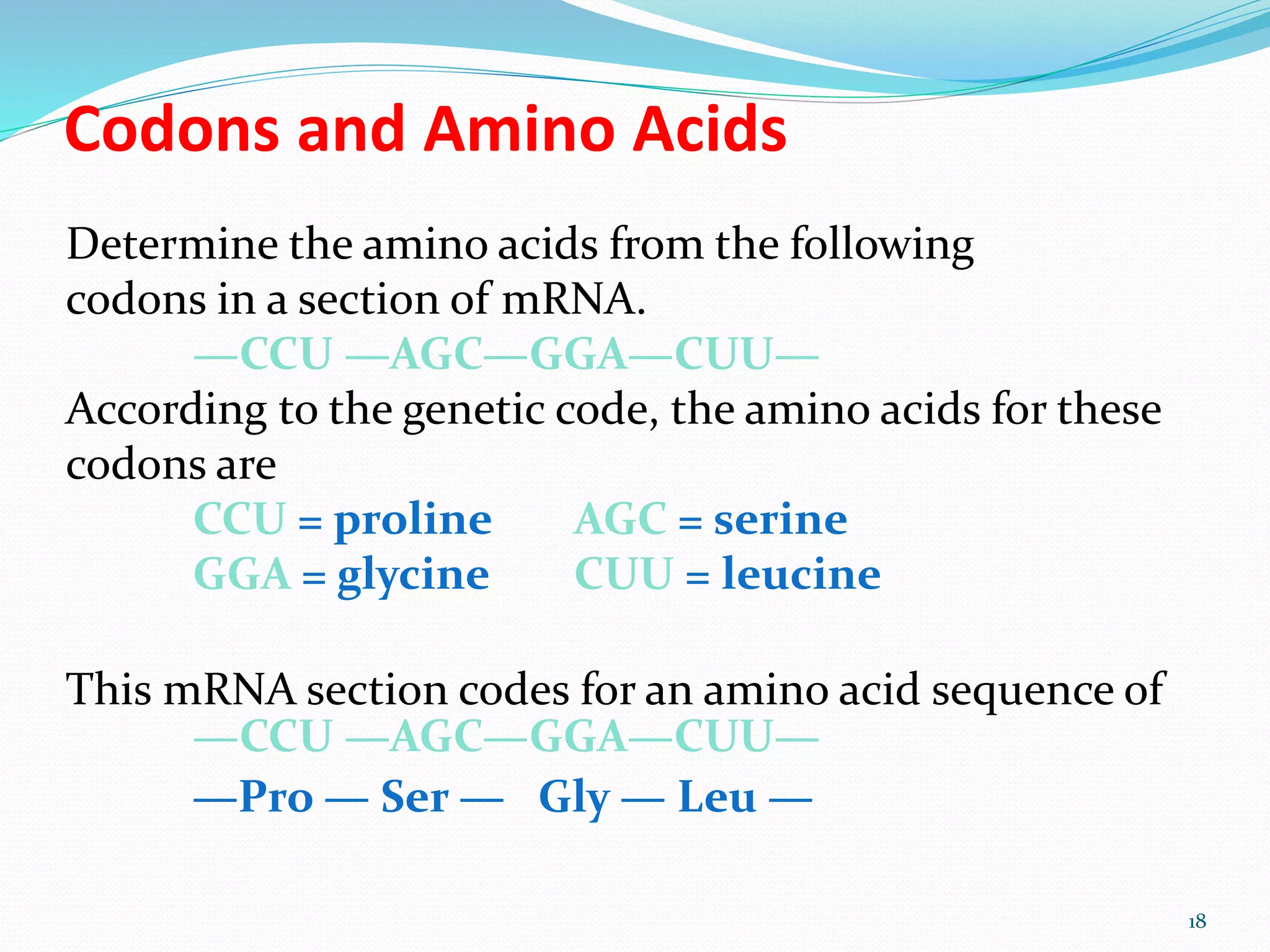 Codons and Amino Acids
Determine the amino acids from the following
codons in a section of mRNA.
—CCU —AGC—GGA—CUU—
According to the genetic code, the amino acids for these
codons are
CCU = proline AGC = serine
GGA = glycine CUU = leucine
This mRNA section codes for an amino acid sequence of
—CCU —AGC—GGA—CUU—
—Pro — Ser — Gly — Leu —
18
 