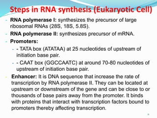 Steps in RNA synthesis (Eukaryotic Cell)
- RNA polymerase I: synthesizes the precursor of large
ribosomal RNAs (28S, 18S, 5.8S).
- RNA polymerase II: synthesizes precursor of mRNA.
- Promoters:
- - TATA box (ATATAA) at 25 nucleotides of upstream of
initiation base pair.
- - CAAT box (GGCCAATC) at around 70-80 nucleotides of
upstream of initiation base pair.
- Enhancer: It is DNA sequence that increase the rate of
transcription by RNA polymerase II. They can be located at
upstream or downstream of the gene and can be close to or
thousands of base pairs away from the promoter. It binds
with proteins that interact with transcription factors bound to
promoters thereby affecting transcription.
11
 