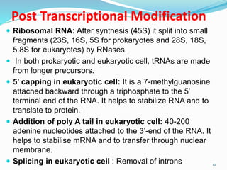 Post Transcriptional Modification
 Ribosomal RNA: After synthesis (45S) it split into small
fragments (23S, 16S, 5S for prokaryotes and 28S, 18S,
5.8S for eukaryotes) by RNases.
 In both prokaryotic and eukaryotic cell, tRNAs are made
from longer precursors.
 5’ capping in eukaryotic cell: It is a 7-methylguanosine
attached backward through a triphosphate to the 5’
terminal end of the RNA. It helps to stabilize RNA and to
translate to protein.
 Addition of poly A tail in eukaryotic cell: 40-200
adenine nucleotides attached to the 3’-end of the RNA. It
helps to stabilise mRNA and to transfer through nuclear
membrane.
 Splicing in eukaryotic cell : Removal of introns 12
 