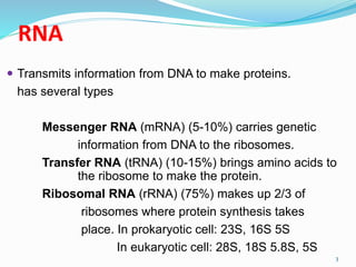 RNA
 Transmits information from DNA to make proteins.
has several types
Messenger RNA (mRNA) (5-10%) carries genetic
information from DNA to the ribosomes.
Transfer RNA (tRNA) (10-15%) brings amino acids to
the ribosome to make the protein.
Ribosomal RNA (rRNA) (75%) makes up 2/3 of
ribosomes where protein synthesis takes
place. In prokaryotic cell: 23S, 16S 5S
In eukaryotic cell: 28S, 18S 5.8S, 5S
3
 