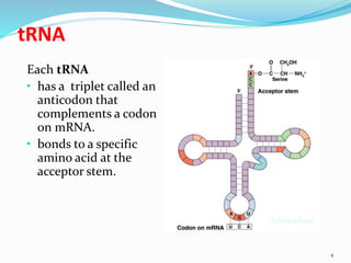 tRNA
Each tRNA
• has a triplet called an
anticodon that
complements a codon
on mRNA.
• bonds to a specific
amino acid at the
acceptor stem.
4
Anticodon
 