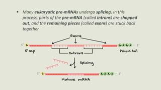  Many eukaryotic pre-mRNAs undergo splicing. In this
process, parts of the pre-mRNA (called introns) are chopped
out, and the remaining pieces (called exons) are stuck back
together.
 