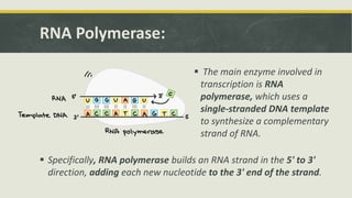 RNA Polymerase:
 The main enzyme involved in
transcription is RNA
polymerase, which uses a
single-stranded DNA template
to synthesize a complementary
strand of RNA.
 Specifically, RNA polymerase builds an RNA strand in the 5' to 3'
direction, adding each new nucleotide to the 3' end of the strand.
 