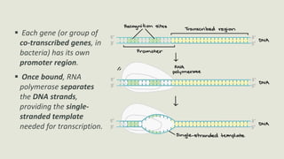 Initiation Process: Each gene (or group of
co-transcribed genes, in
bacteria) has its own
promoter region.
 Once bound, RNA
polymerase separates
the DNA strands,
providing the single-
stranded template
needed for transcription.
 
