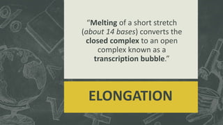“Melting of a short stretch
(about 14 bases) converts the
closed complex to an open
complex known as a
transcription bubble.”
ELONGATION
 