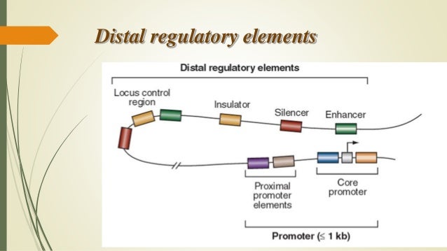 Transcription regulatory elements