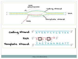 TRANSCRIPTION Class XII Biology based on NCERT Text book rk.pptx