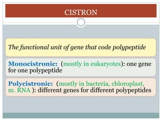 TRANSCRIPTION Class XII Biology based on NCERT Text book rk.pptx
