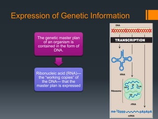 Expression of Genetic Information
The genetic master plan
of an organism is
contained in the form of
DNA.
Ribonucleic acid (RNA)—
the “working copies” of
the DNA— that the
master plan is expressed
 