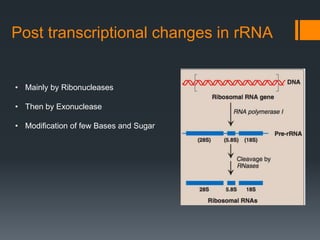 Post transcriptional changes in rRNA
• Mainly by Ribonucleases
• Then by Exonuclease
• Modification of few Bases and Sugar
 